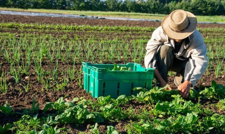 Tatimet sqarojnë skemën e kompensimit për fermerët: rimbursim 10 për qind dhe afatet për aplikim
